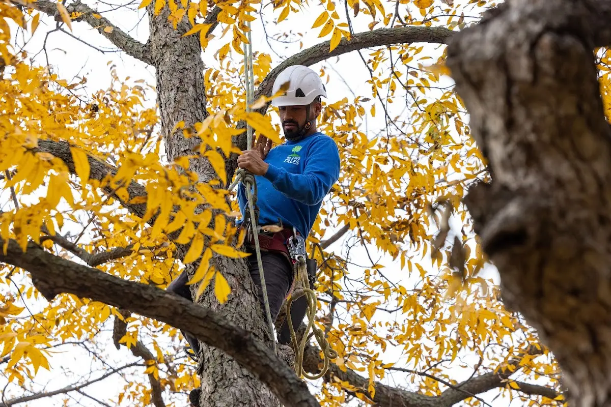 Skilled Tree Transplanting crew working in Slayton